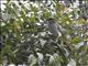 Slender-billed Greenbul (Stelgidillas gracilirostris)