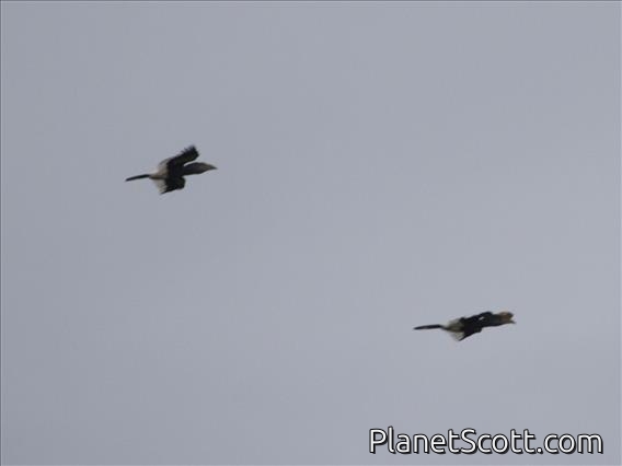 Black-and-white-casqued Hornbill (Bycanistes subcylindricus)
