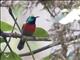 Northern Double-collared Sunbird (Cinnyris reichenowi)