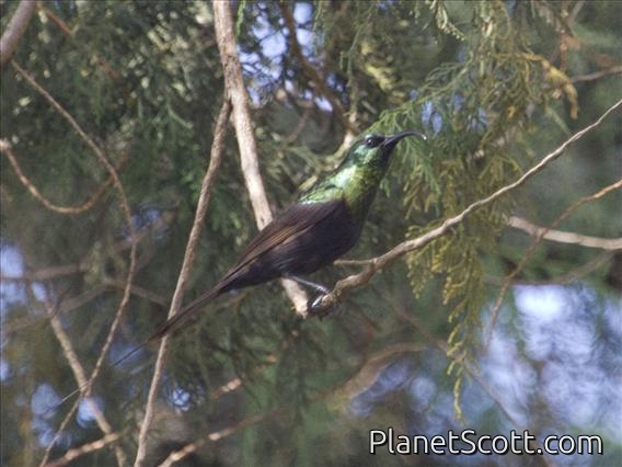 Bronze Sunbird (Nectarinia kilimensis)