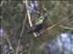 Bronze Sunbird (Nectarinia kilimensis)