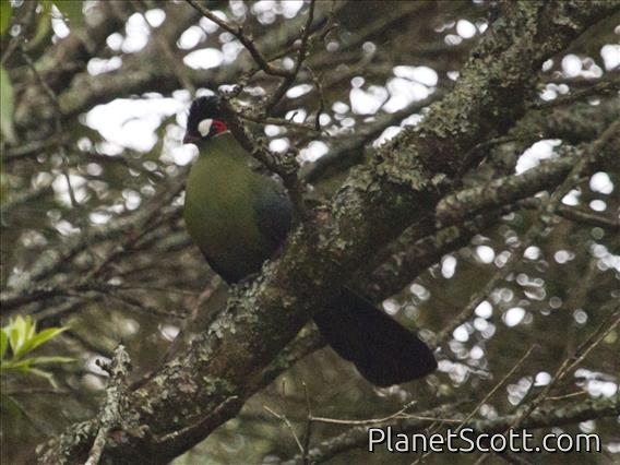 Hartlaub's Turaco (Tauraco hartlaubi)