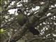 Hartlaubs Turaco (Tauraco hartlaubi)