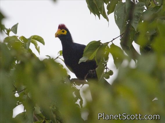 Ross's Turaco (Musophaga rossae)