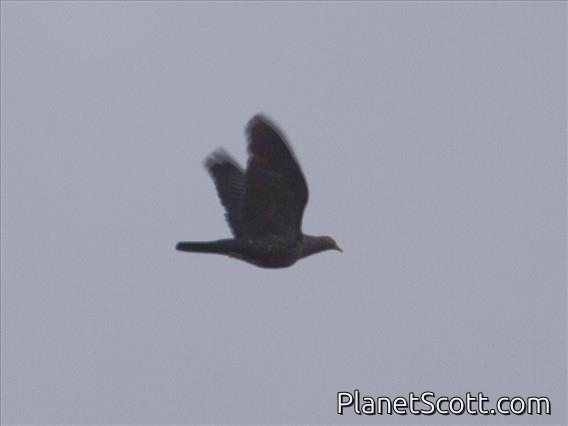 Rameron Pigeon (Columba arquatrix)