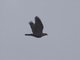 Rameron Pigeon (Columba arquatrix)