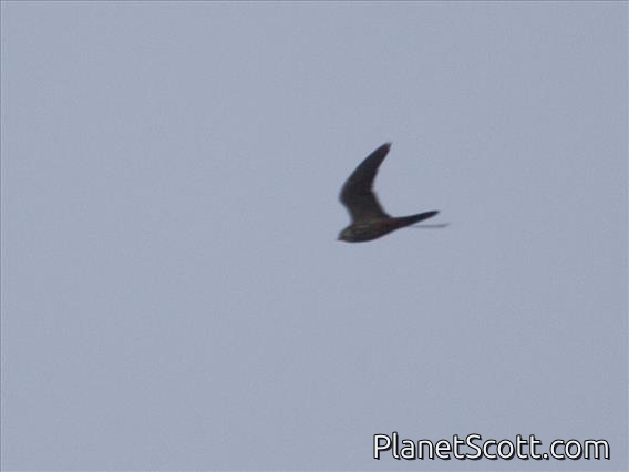 Eurasian Hobby (Falco subbuteo)