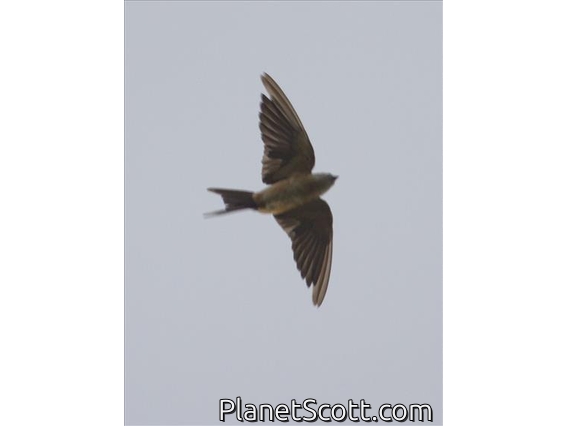 Mosque Swallow (Cecropis senegalensis)