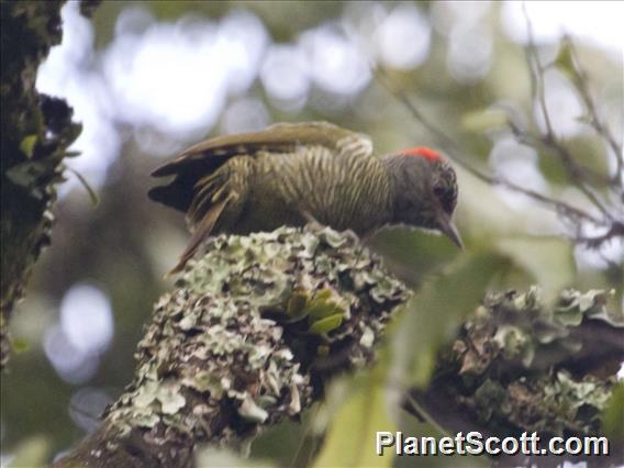 Fine-banded Woodpecker (Campethera taeniolaema)