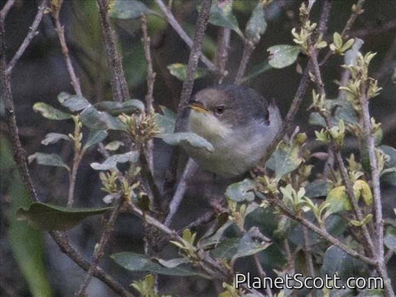 Gray Apalis (Apalis cinerea)