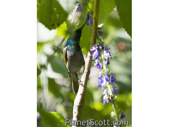 Green-headed Sunbird (Cyanomitra verticalis)