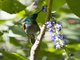 Green-headed Sunbird (Cyanomitra verticalis)