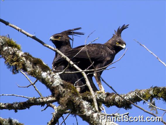 Long-crested Eagle (Lophaetus occipitalis)