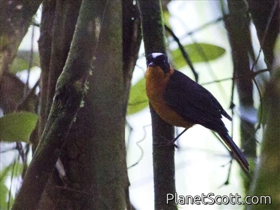 Snowy-crowned Robin-Chat (Cossypha niveicapilla)