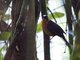 Snowy-crowned Robin-Chat (Cossypha niveicapilla)