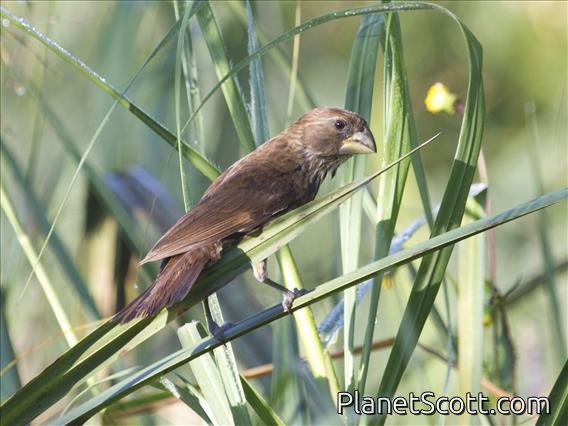 Grosbeak Weaver (Amblyospiza albifrons)