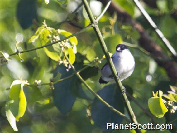 Black-crowned Waxbill (Estrilda nonnula)