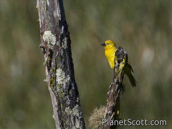 Holub's Golden-Weaver (Ploceus xanthops)