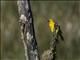 Holubs Golden-Weaver (Ploceus xanthops)