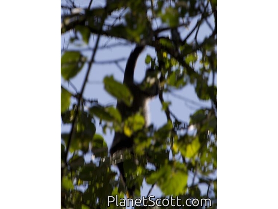 De Brazza's monkey (Cercopithecus neglectus)