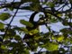 De Brazza's monkey (Cercopithecus neglectus)
