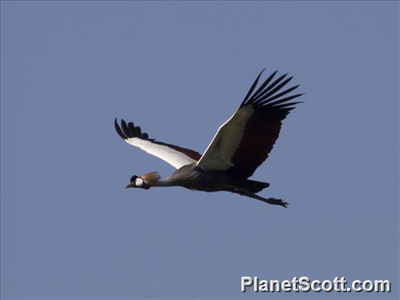 Gray Crowned-Crane (Balearica regulorum)