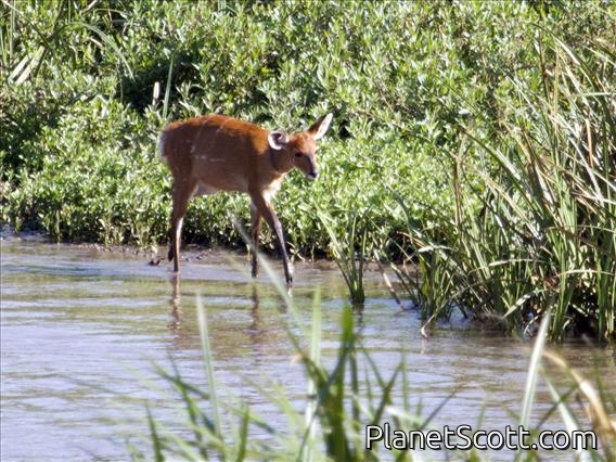Southern Bushbuck (Tragelaphus sylvaticus)