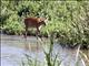 Southern Bushbuck (Tragelaphus sylvaticus)