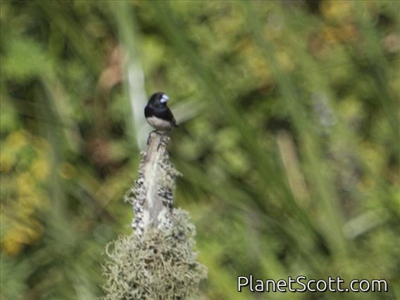 Black-and-white Mannikin (Spermestes bicolor)