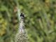 Black-and-white Mannikin (Spermestes bicolor)