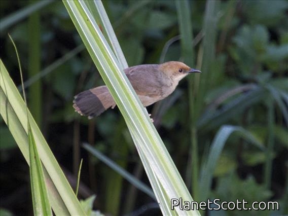 Chubb's Cisticola (Cisticola chubbi)