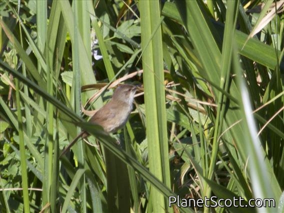 Lesser Swamp-Warbler (Acrocephalus gracilirostris)