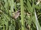 Lesser Swamp-Warbler (Acrocephalus gracilirostris)