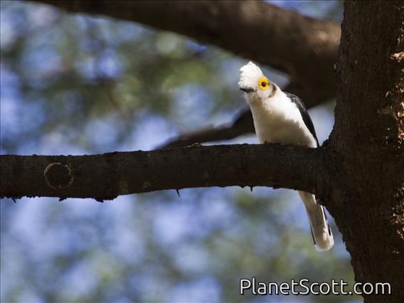 White-crested Helmetshrike (Prionops plumatus)