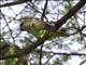 Meyers Parrot (Poicephalus meyeri)