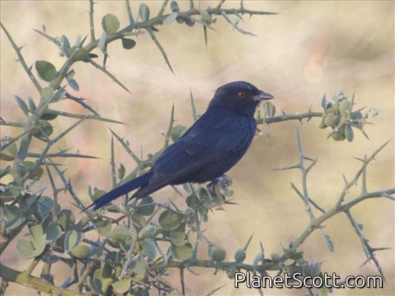 Fork-tailed Drongo (Dicrurus adsimilis)