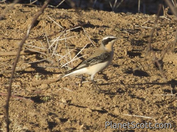 Northern Wheatear (Oenanthe oenanthe) - Male