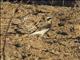 Northern Wheatear (Oenanthe oenanthe) - Male