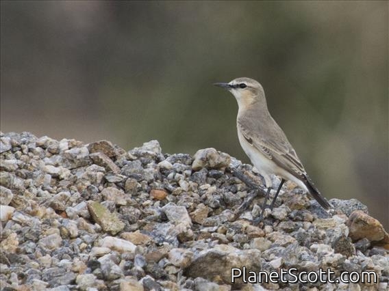 Isabelline Wheatear (Oenanthe isabellina)