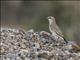 Isabelline Wheatear (Oenanthe isabellina)