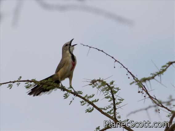 Rosy-patched Bushshrike (Rhodophoneus cruentus) - Female