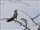 Rosy-patched Bushshrike (Rhodophoneus cruentus) - Female