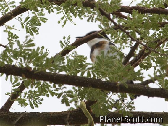Pygmy Batis (Batis perkeo)