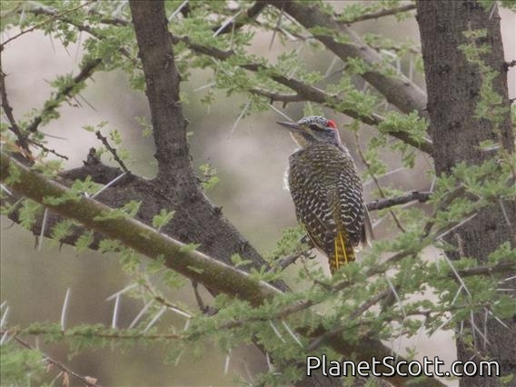 Nubian Woodpecker (Campethera nubica) - Female