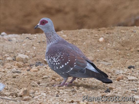 Speckled Pigeon (Columba guinea)