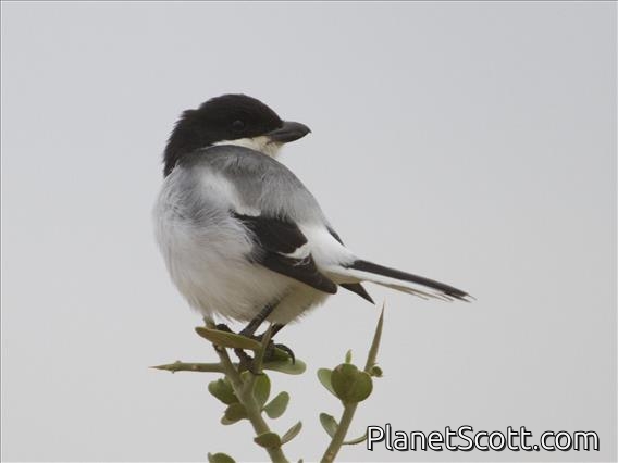 Somali Fiscal (Lanius somalicus)