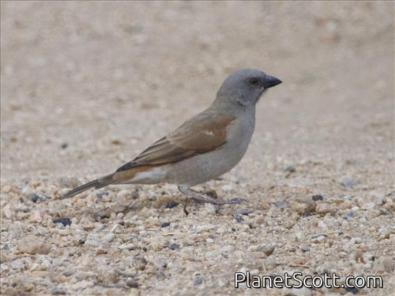 Northern Gray-headed Sparrow (Passer griseus)