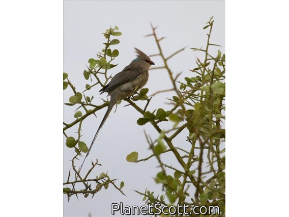 Blue-naped Mousebird (Urocolius macrourus)
