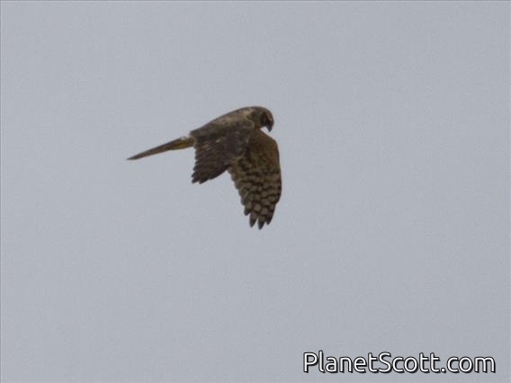 Montagu's Harrier (Circus pygargus) - Female
