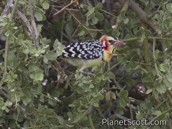 Red-and-yellow Barbet (Trachyphonus erythrocephalus)